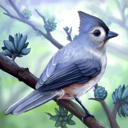 FOREST BIRDS