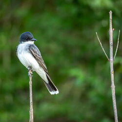 GRASSLAND BIRDS